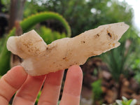 Natural Drusy Quartz Coated Calcite Pseudomorph Specimens x 12 From Alberts Mountain, Lesotho