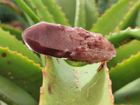 Natural Red Hematoid Quartz Crystals x 35 From Karoi, Zimbabwe