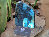 Polished Labradorite Standing Free Form x 1 From Tulear, Madagascar