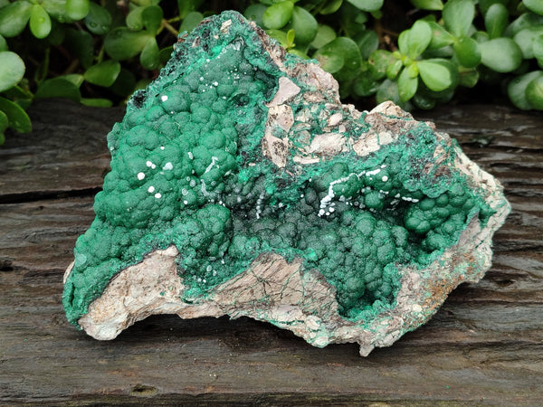 Natural Ball Malachite On Dolomite Matrix Specimen x 1 From Kambove, Congo