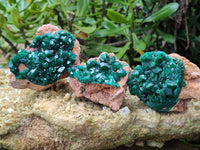 Natural Dioptase On Dolomite Specimens x 3 From Likasi, Congo