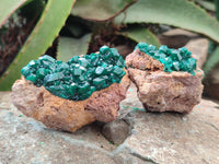 Natural Dioptase On Dolomite Specimens x 3 From Likasi, Congo