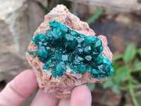 Natural Dioptase On Dolomite Specimens x 3 From Likasi, Congo