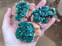 Natural Dioptase On Dolomite Specimens x 3 From Likasi, Congo