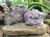 Natural Stichtite Cobbed Specimens x 2 From Barberton, South Africa