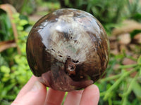 Polished Petrified Wood Spheres x 3 From Gokwe, Zimbabwe