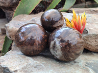 Polished Petrified Wood Spheres x 3 From Gokwe, Zimbabwe