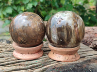 Polished Petrified Wood Spheres x 3 From Gokwe, Zimbabwe