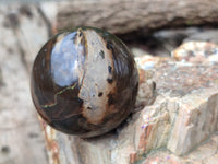 Polished Petrified Wood Spheres x 3 From Gokwe, Zimbabwe