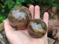 Polished Petrified Wood Spheres x 3 From Gokwe, Zimbabwe