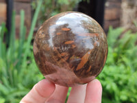 Polished Petrified Wood Spheres x 3 From Gokwe, Zimbabwe