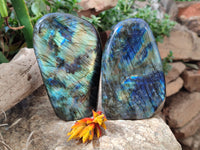 Polished Labradorite Standing Free Forms x 2 From Tulear, Madagascar