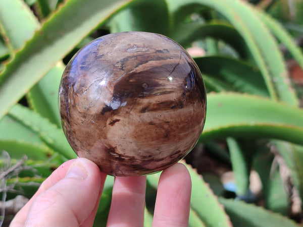 Polished Petrified Wood Spheres x 3 From Gokwe, Zimbabwe