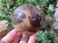 Polished Petrified Wood Spheres x 3 From Gokwe, Zimbabwe