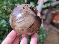 Polished Petrified Wood Spheres x 3 From Gokwe, Zimbabwe