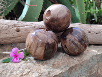 Polished Petrified Wood Spheres x 3 From Gokwe, Zimbabwe