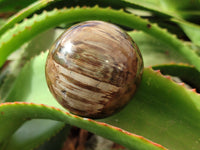 Polished Petrified Wood Spheres x 3 From Gokwe, Zimbabwe