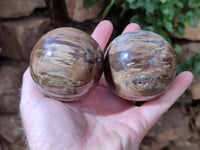 Polished Petrified Wood Spheres x 3 From Gokwe, Zimbabwe