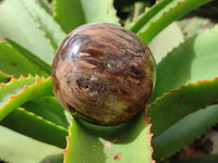 Polished Petrified Wood Spheres x 3 From Gokwe, Zimbabwe