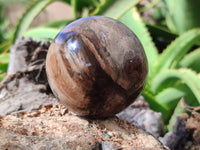 Polished Petrified Wood Spheres x 3 From Gokwe, Zimbabwe