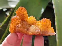 Natural Golden Solar Spirit Quartz Clusters x 12 From Boekenhouthoek, South Africa