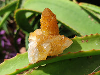 Natural Golden Solar Spirit Quartz Clusters x 12 From Boekenhouthoek, South Africa