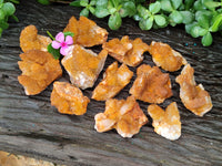 Natural Golden Solar Spirit Quartz Clusters x 12 From Boekenhouthoek, South Africa