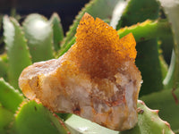 Natural Golden Solar Spirit Quartz Clusters x 12 From Boekenhouthoek, South Africa