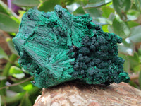 Natural Silky Malachite Specimens x 6 From Kasompe, Congo