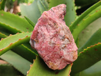 Natural Rhodonite Cobbed Specimens x 5 From Zimbabwe