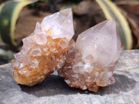 Natural Cactus Flower Spirit Quartz Clusters x 6 From South Africa