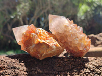 Natural Cactus Flower Spirit Quartz Clusters x 6 From South Africa