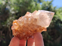 Natural Cactus Flower Spirit Quartz Clusters x 6 From South Africa