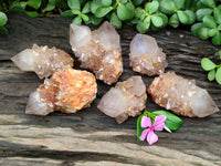 Natural Cactus Flower Spirit Quartz Clusters x 6 From South Africa