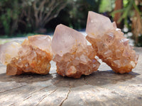 Natural Cactus Flower Spirit Quartz Clusters x 6 From South Africa