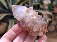 Natural Cactus Flower Spirit Quartz Clusters x 6 From South Africa