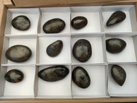 Polished Pharaoh Stone Palm Stones x 12 From Zimbabwe