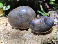 Polished Pharaoh Stone Palm Stones x 12 From Zimbabwe