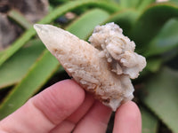 Natural Drusy Quartz Coated Calcite Pseudomorph Specimens x 20 From Lesotho