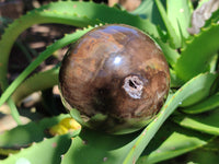 Polished Petrified Wood Spheres x 3 From Gokwe, Zimbabwe