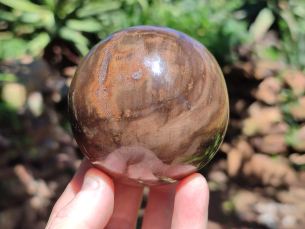 Polished Petrified Wood Spheres x 3 From Gokwe, Zimbabwe