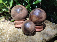 Polished Petrified Wood Spheres x 3 From Gokwe, Zimbabwe