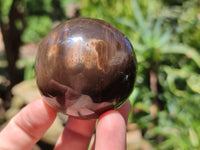 Polished Petrified Wood Spheres x 3 From Gokwe, Zimbabwe