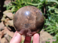 Polished Petrified Wood Spheres x 3 From Gokwe, Zimbabwe