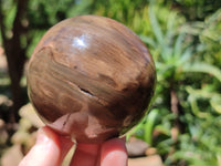 Polished Petrified Wood Spheres x 3 From Gokwe, Zimbabwe