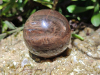 Polished Petrified Wood Spheres x 3 From Gokwe, Zimbabwe