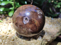 Polished Petrified Wood Spheres x 3 From Gokwe, Zimbabwe