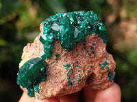 Natural Dioptase On Dolomite Specimens x 3 From Likasi, Congo