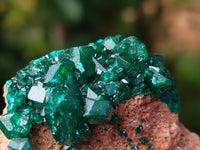 Natural Dioptase On Dolomite Specimens x 3 From Likasi, Congo