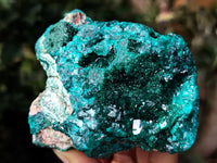 Natural Dioptase On Dolomite Specimens x 3 From Likasi, Congo